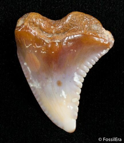 Fossil Hemipristis Shark Tooth - Western Sahara Desert #2856